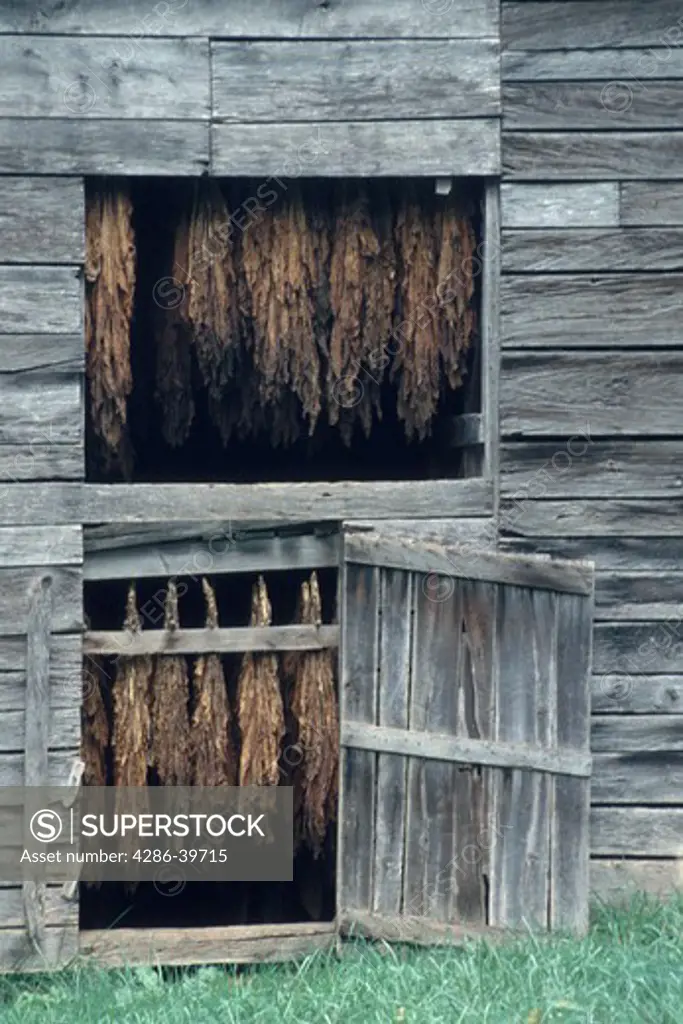 Tobacco plants curing in a barn at a tobacco farm, Madison County, NC