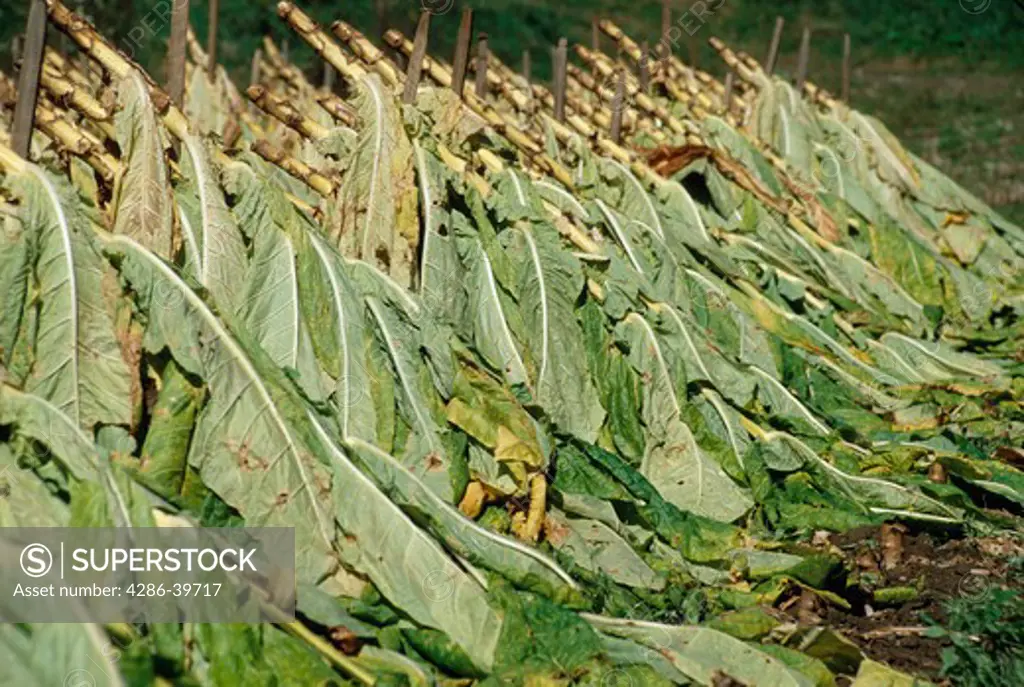 Tobacco plants cut and speared onto wooden stakes, left in the sun to begin curing at a farm, Madison County, NC.