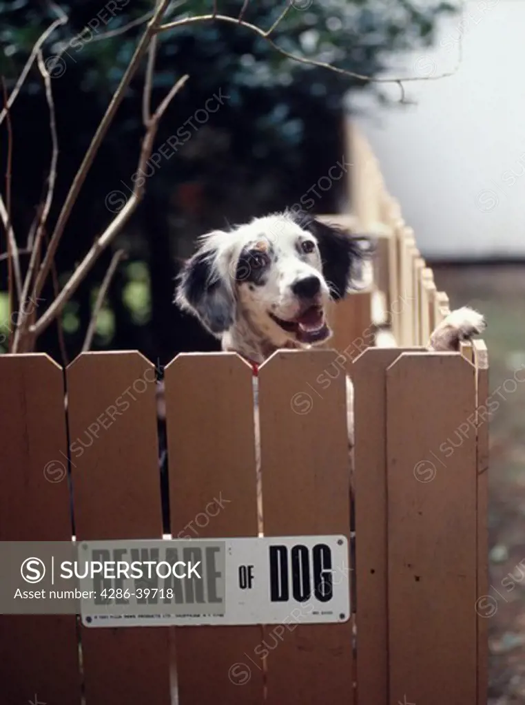 English Setter dog looks over a fence with a Beware of Dog sign in the gate.