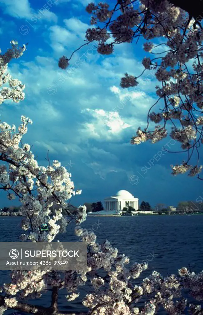 Cherry Blossoms, Jefferson Memorial, Washington, DC