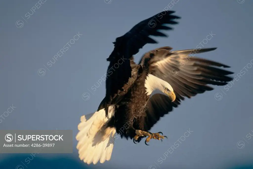 Adult Bald Eagle (Haliaeetus leucocephalus) flying with wings spread and talons reaching, Alaska. 