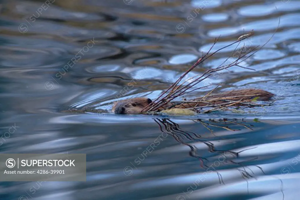 Beaver (Castor candadensis) swimming with a mouthful of willow branches, Grand Teton National Park, Wyoming.