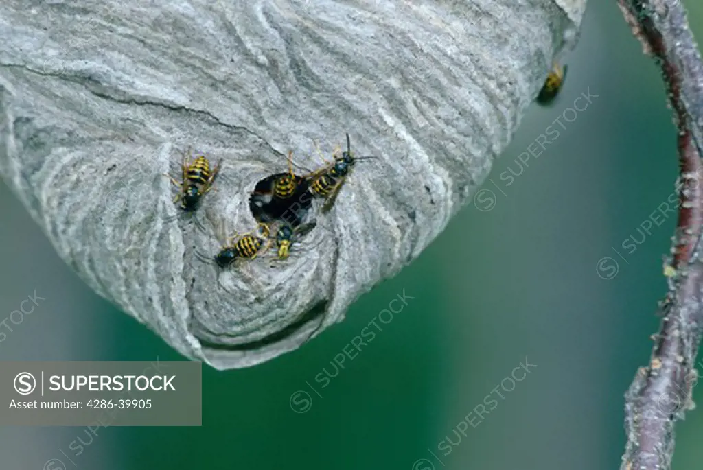 Several Hornets (Vespula arenaria)  enter and exit from the mouth of an active nest, Campbell Creek, Kentucky.