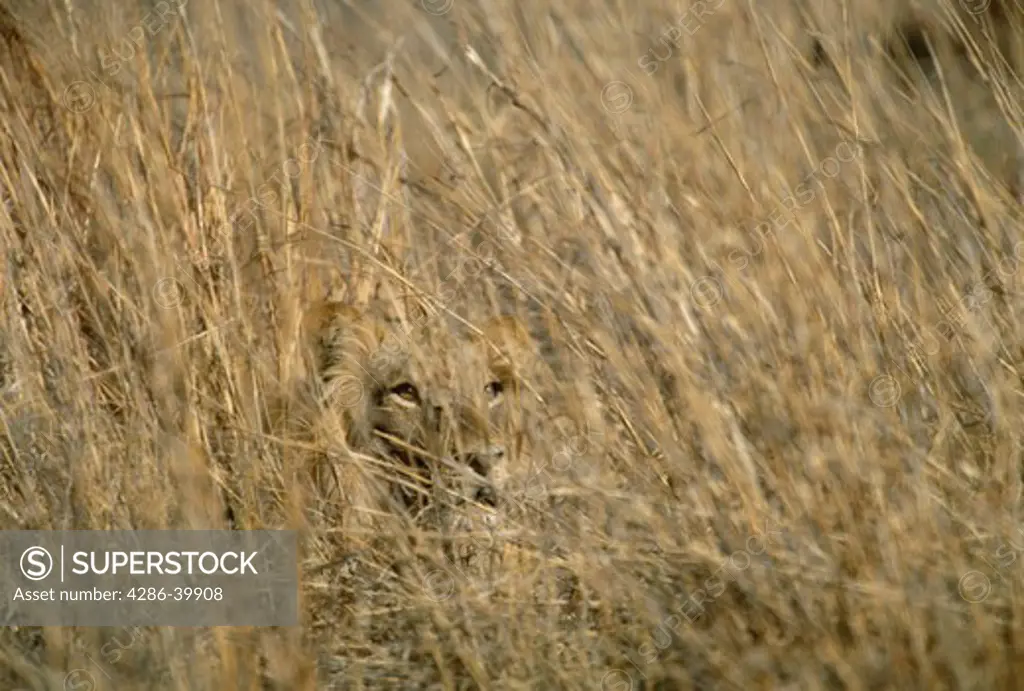 Male African Lion (Panthera leo) lurks virtually invisible in the tall grass as he hunts.
