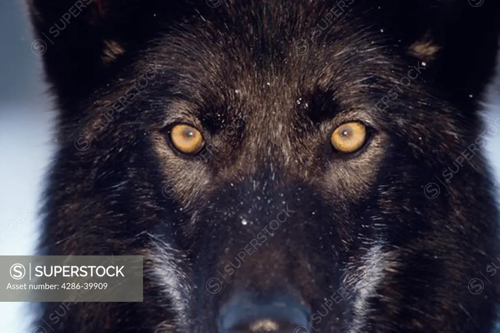 Close-up on the intense yellow eyes of a very dark-colored Gray Wolf (Canis lupus) in Teton County, Idaho.