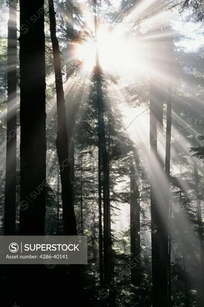 Light Rays Coming Through Evergreen Forest  -
