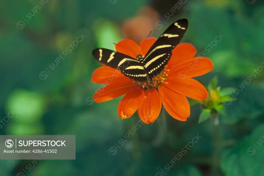 An overhead view of a Zebra Longwing Butterfly sitting on a red flower. 