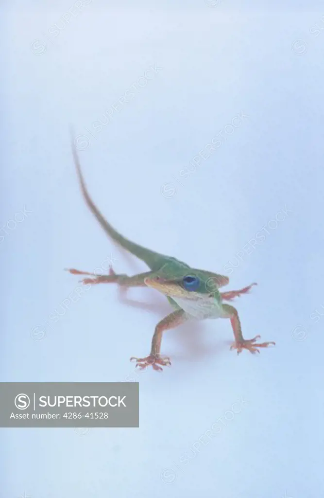 Green Anole Lizard on white background.