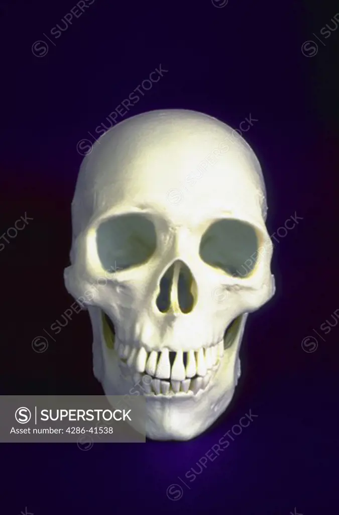 Model of human skull against black background.