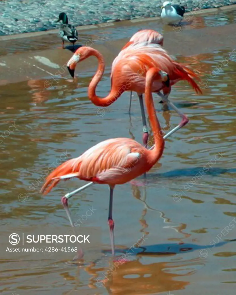 Close-up of two flamingos in captivity taken at the San Diego Zoo, CA. 