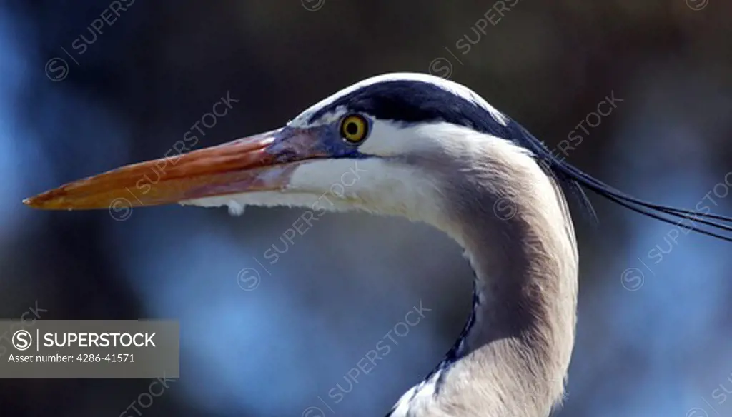Close-up of a Great Blue Heron taken in Dana Point Harbor, CA. 
