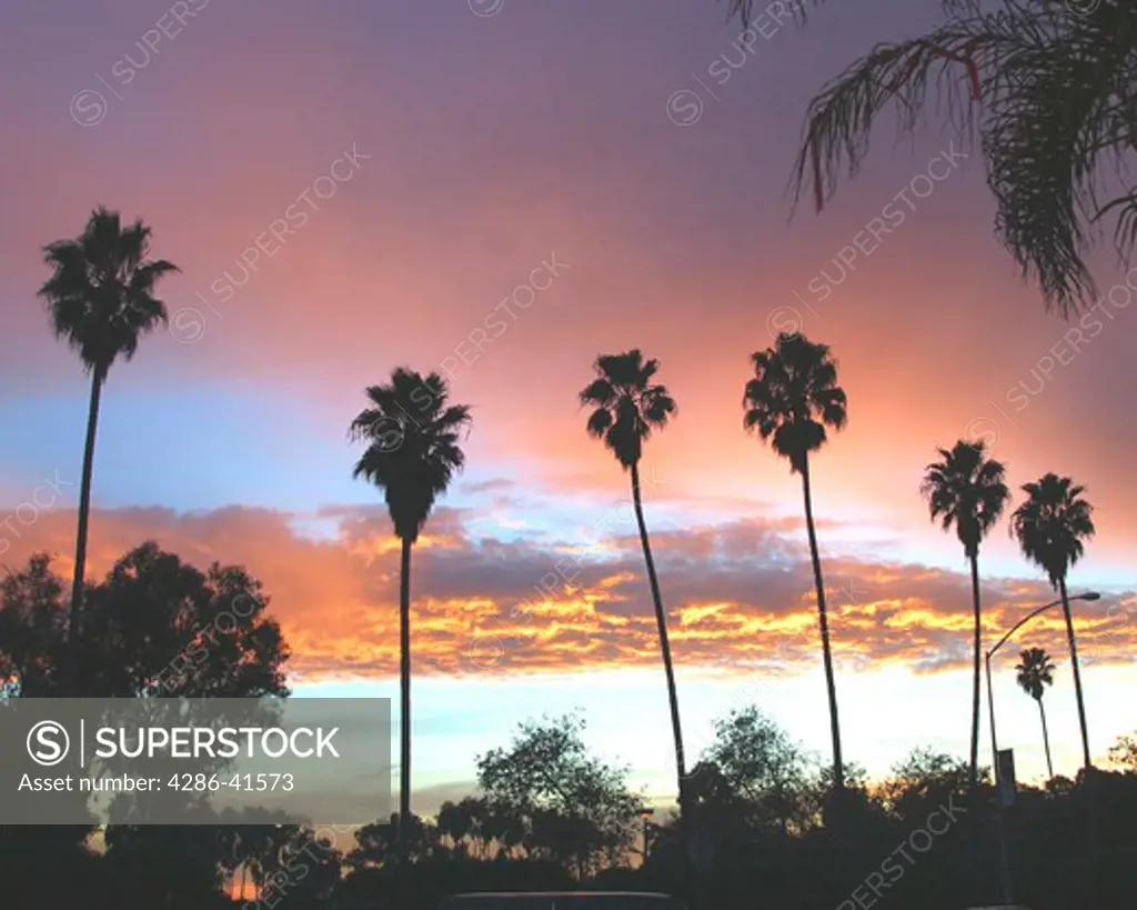 View from the  ground of tall palm trees with  the sun setting behind them in Dana Point Harbor, CA.