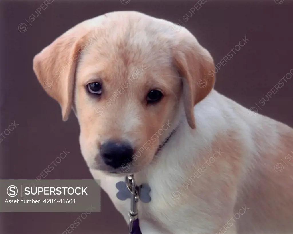Close-up of a yellow Labrador puppy with a sad expression on his face.
