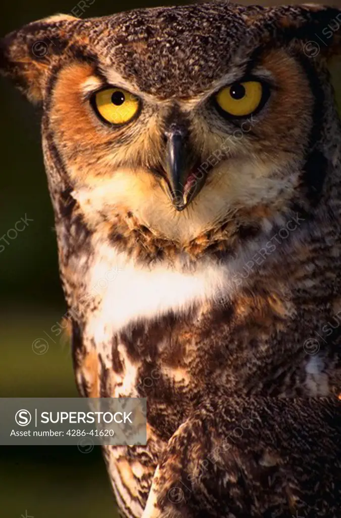 Portrait of Great Horned Owl, Horsehead National Wildlife Trust, Grassonville, Maryland.