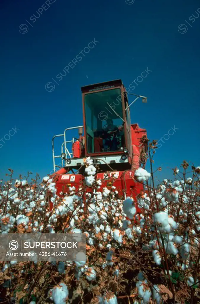 Cotton harvester