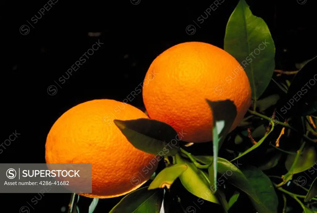 Oranges on tree