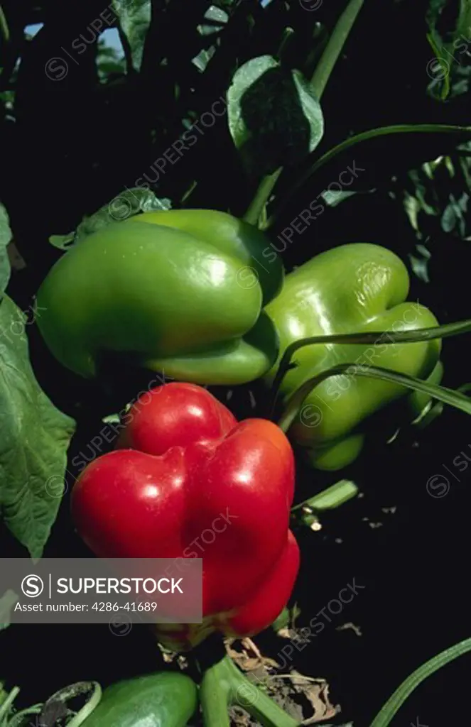 bell peppers, CA
