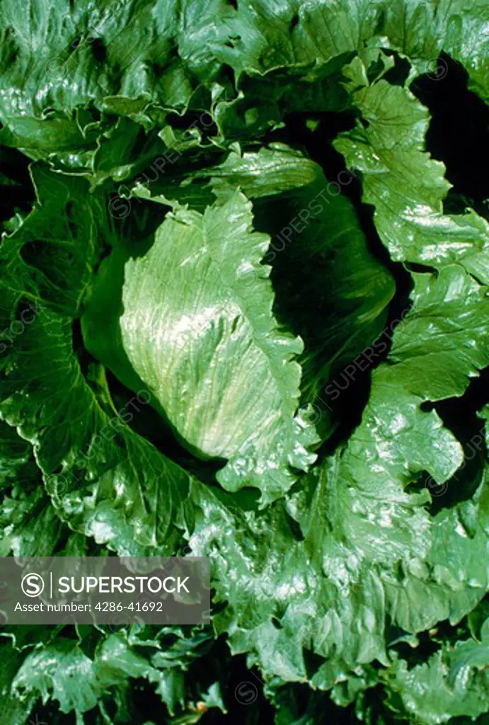 lettuce in field, CA