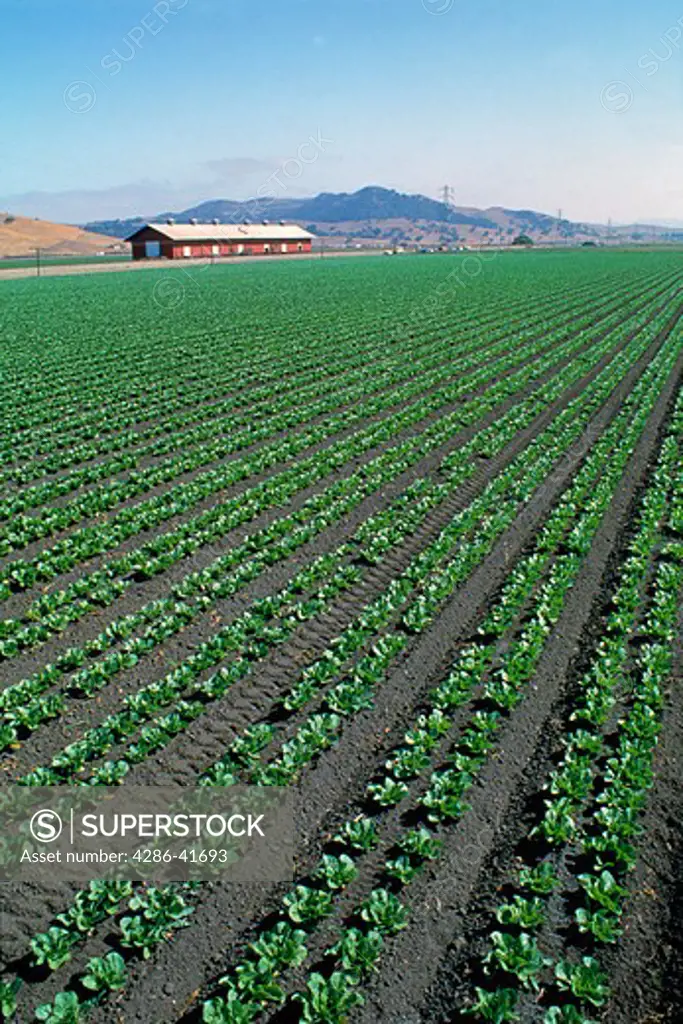 lettuce field, CA