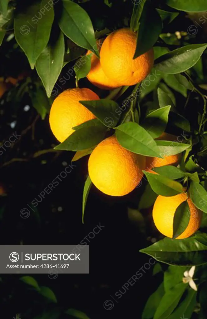oranges on tree, CA