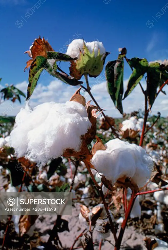 cotton bole close-up, CA