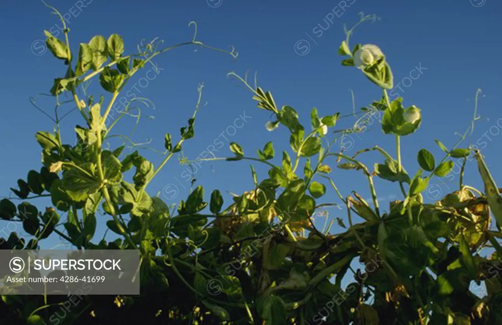 beans growing in field, CA