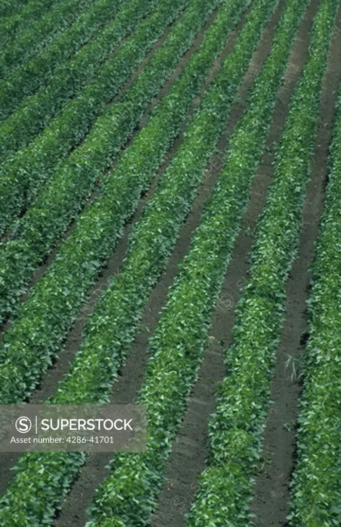 soybeans in field, MS