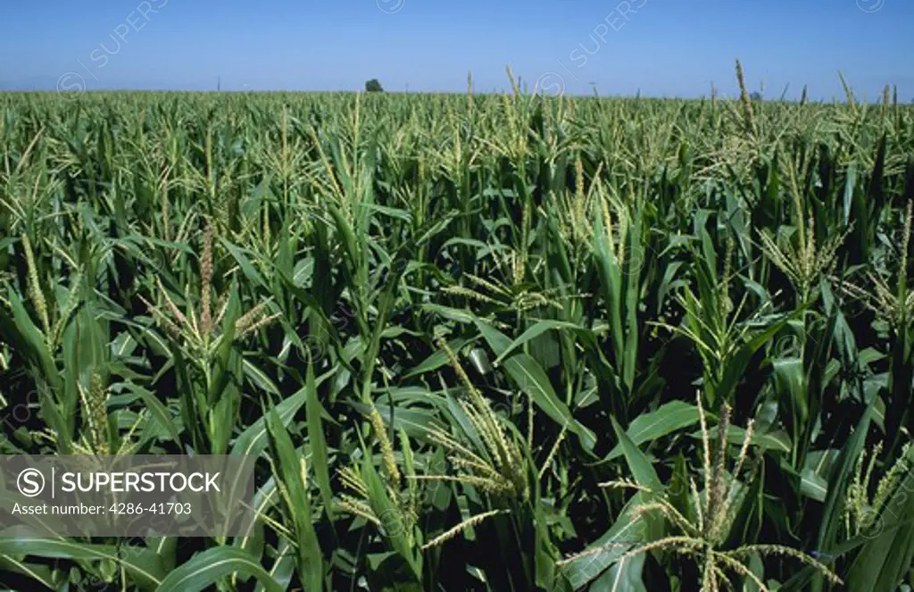 corn in field, CA