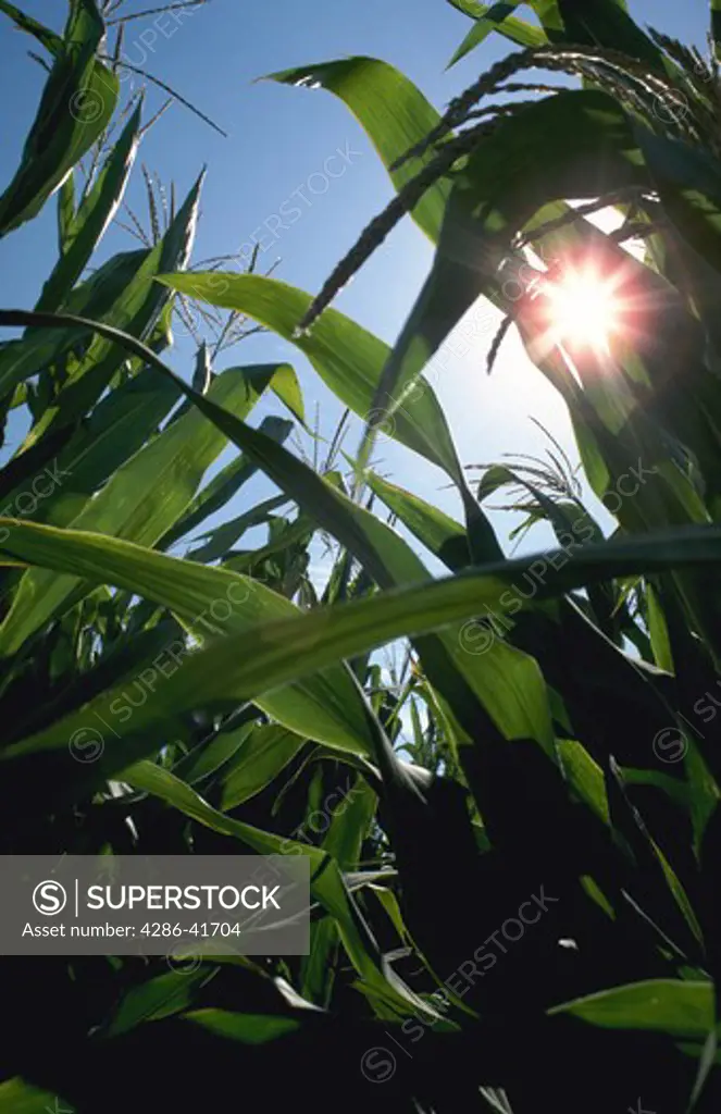 corn in field, backlit close-up