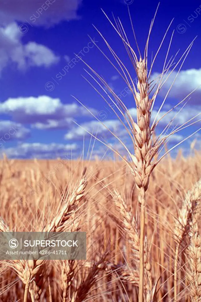 wheat field with close-up grain and sky