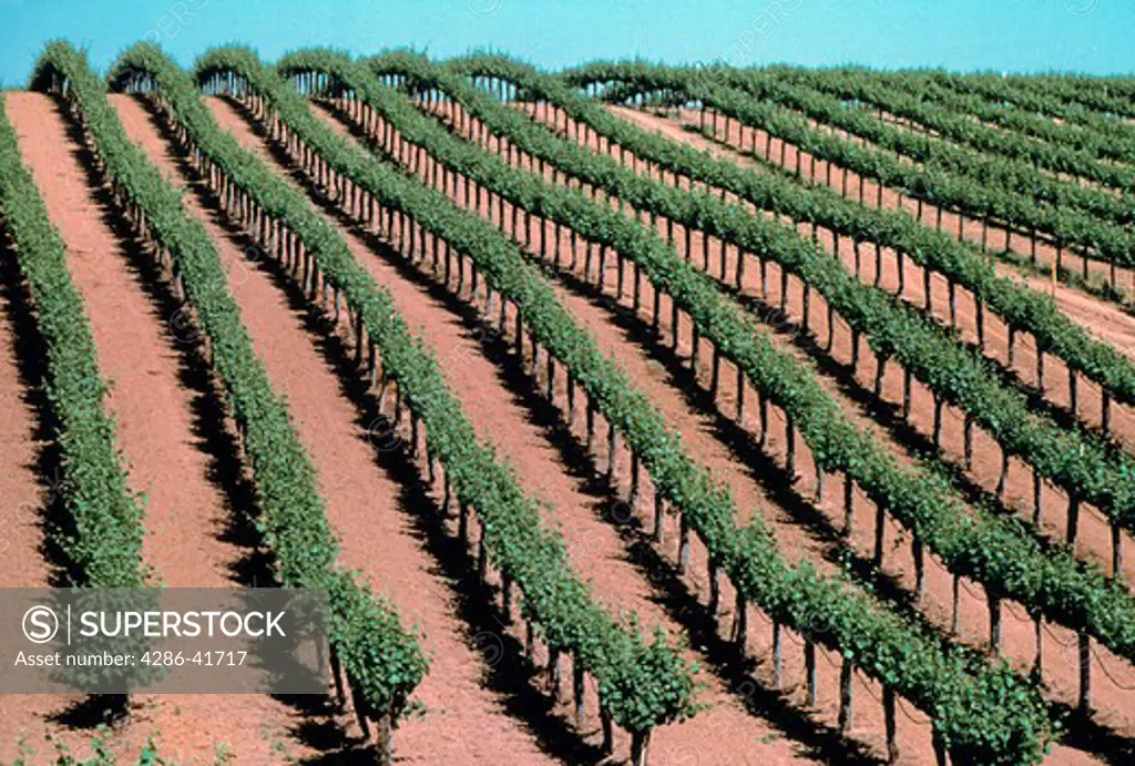 vineyard rows, CA