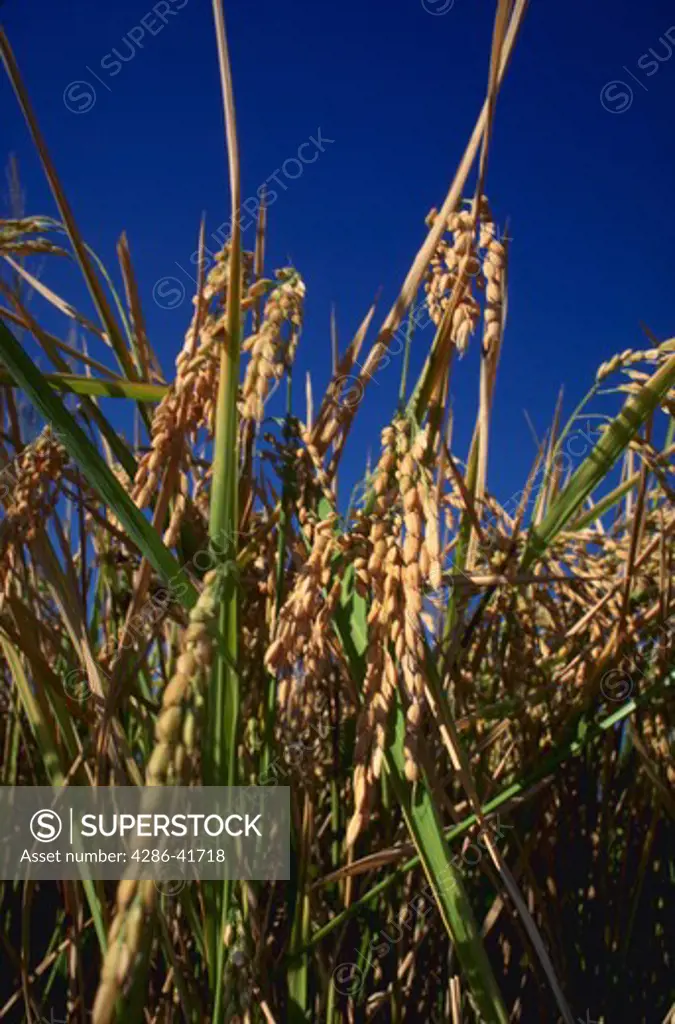 rice in field close-up, CA