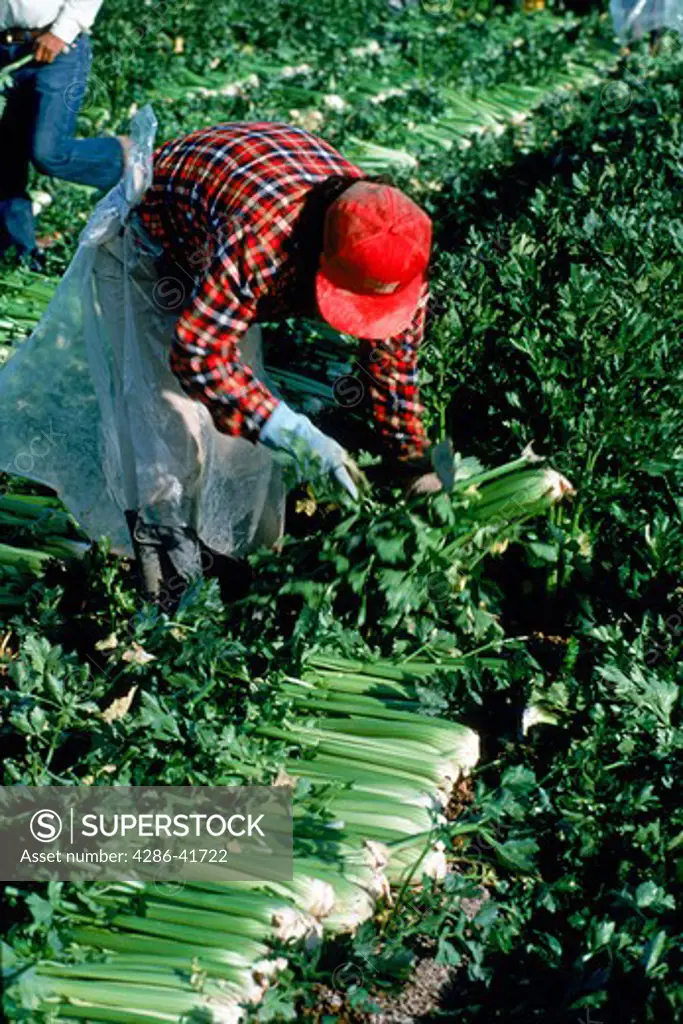 celery harvest with migrant worker, CA