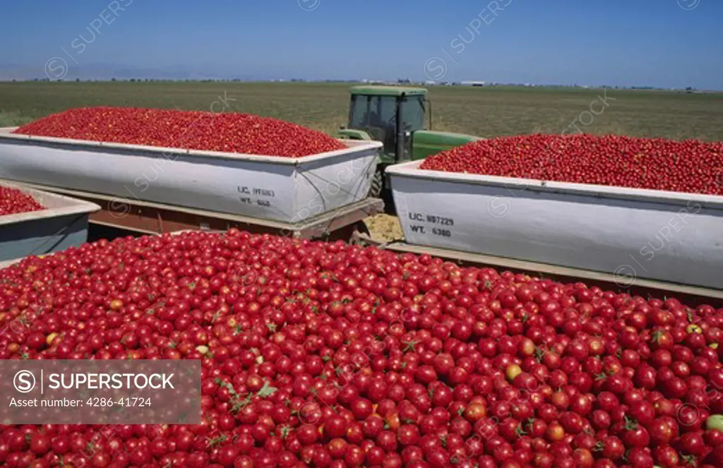 tomato harvest in field