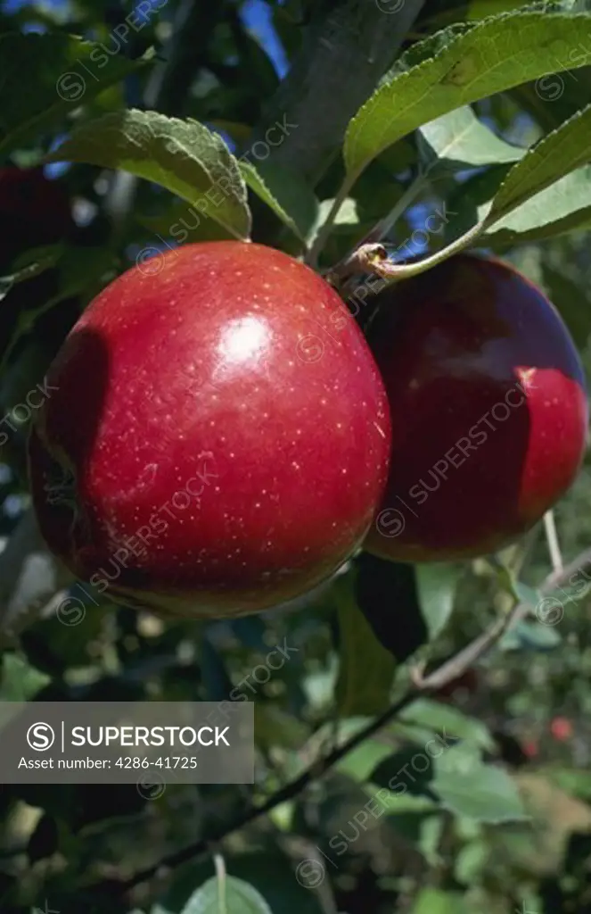 apple on tree, WA