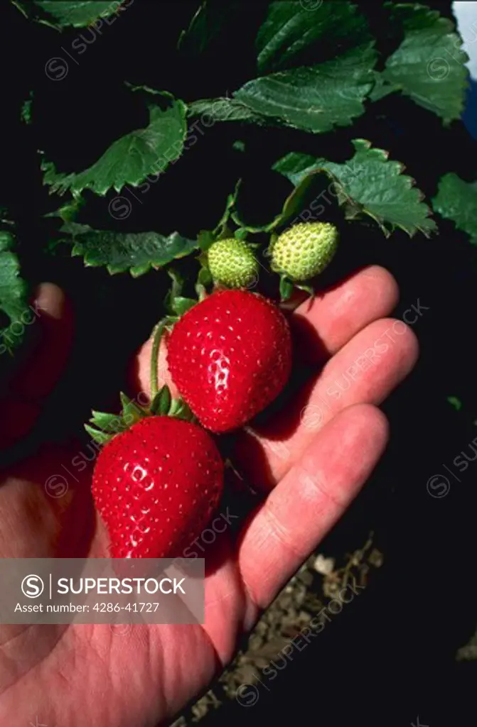 strawberries on hand in field