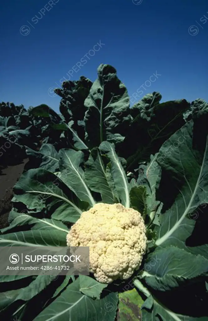 cauliflower close-up in field