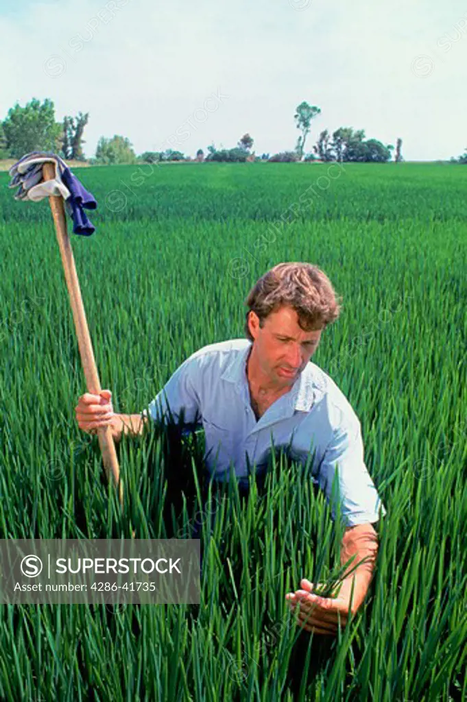 young farmer inspecting rice field, CA