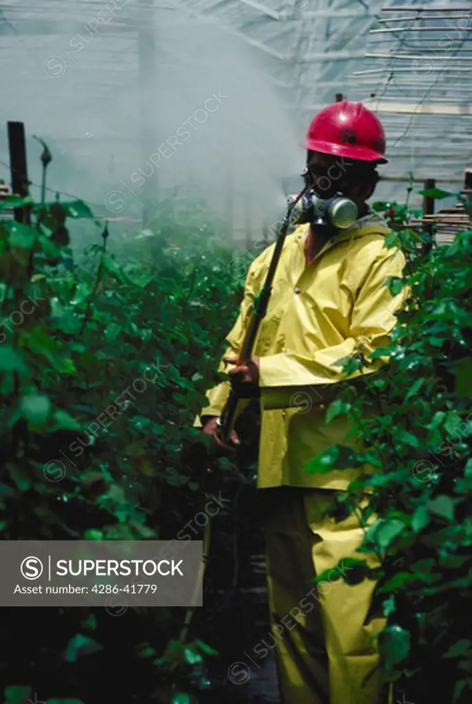 man spraying roses in greenhouse, S. San Francisco, CA