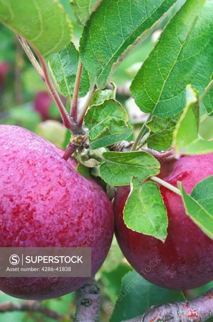 red delicious apples on tree