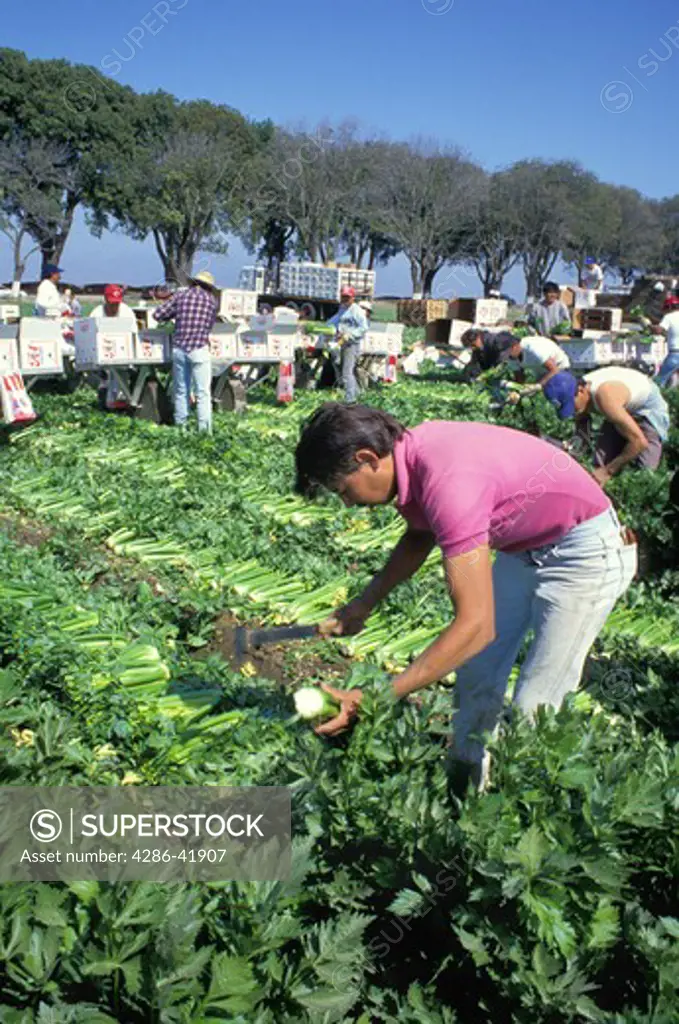 migrant workers Hispanic celery harvest Salinas California