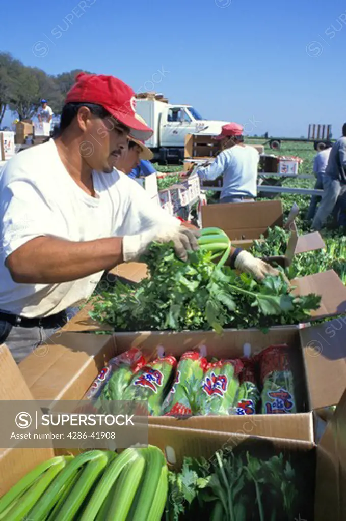 migrant workers harvesting celery Brawley California
