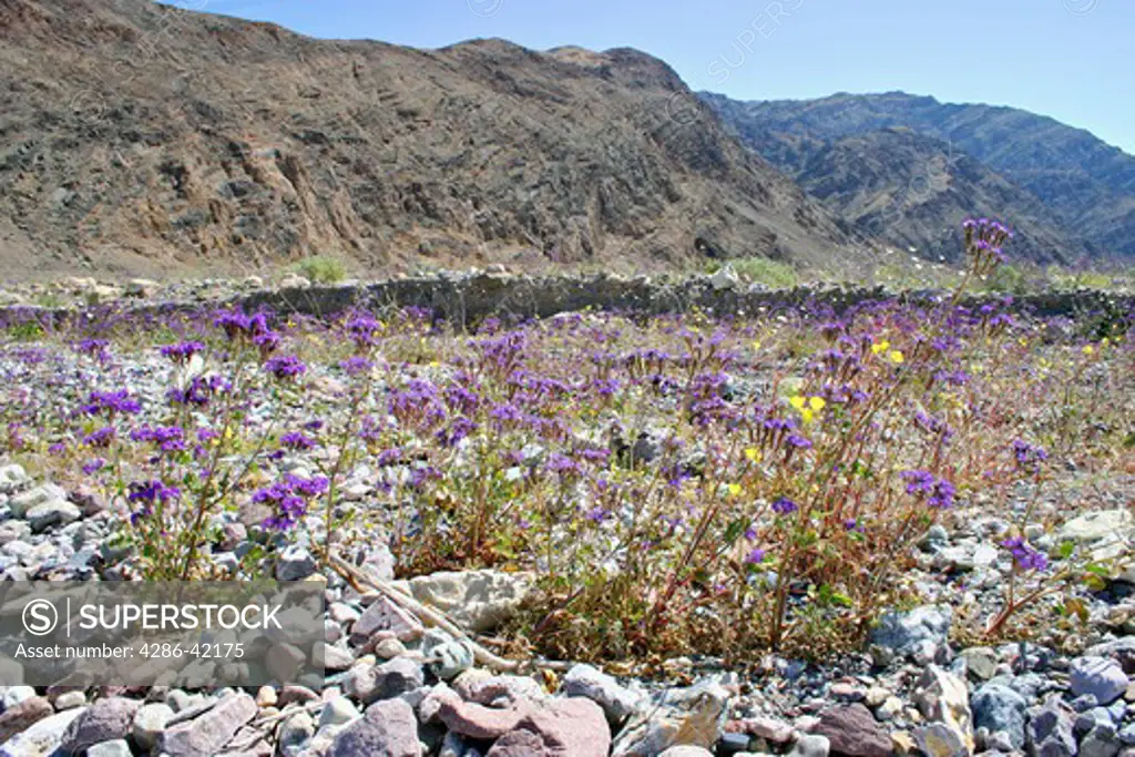 Notch leafed Phacelia wildflowers Death Valley National Park California