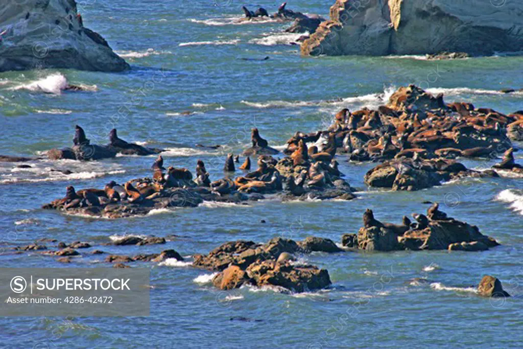Sea lions on rocks at Simpson Reef at Cape Arago near Coos Bay Oregon