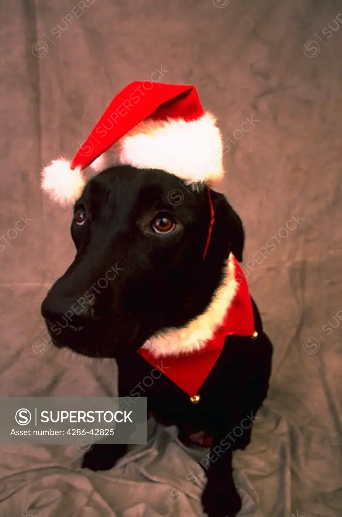 Portrait of a black dog wearing a Santa Claus hat and collar.