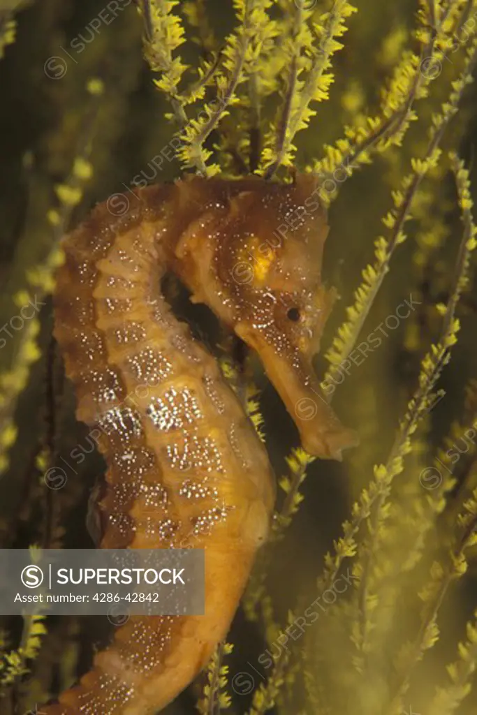 Underwater view of a golden sea horse swimming amongst gold colored seaweed. 