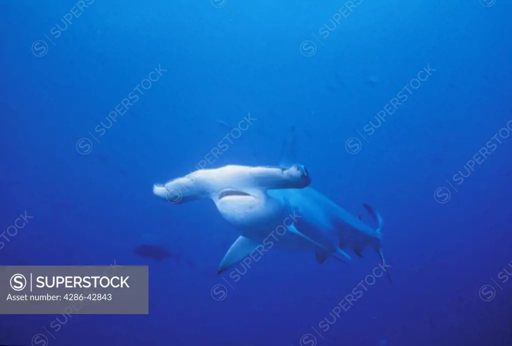 Underwater view of a scalloped hammerhead shark swimming in the deep blue sea of the Galapagos Islands. 