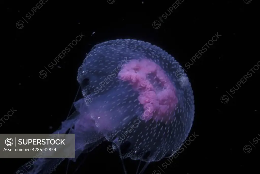 Deep, underwater shot of a pink jellyfish in Papua, New Guinea. 