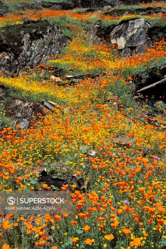 Colorful Poppies and Goldfields growing among rocks in Mariposa County, California.