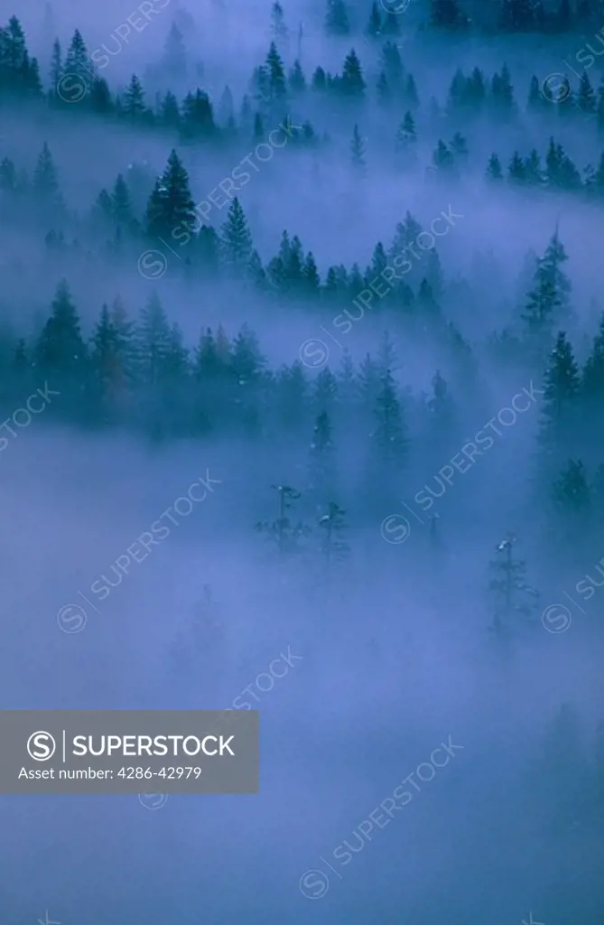 Ponderosa Pines appear through a heavy mist in Yosemite National Park, California.